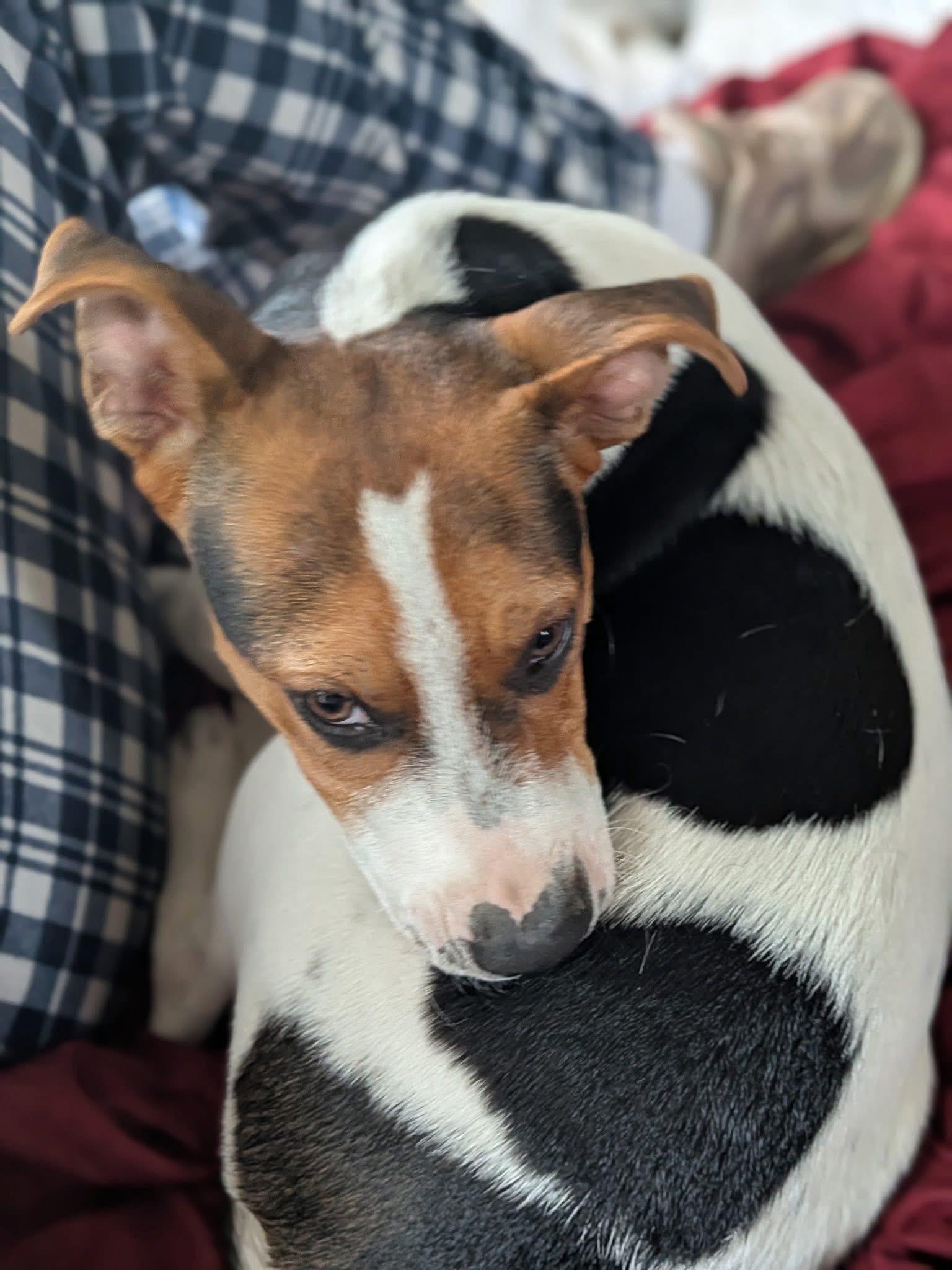 Enlarge Cooper , an adoptable mixed breed in Elkhorn, WI image 2/3