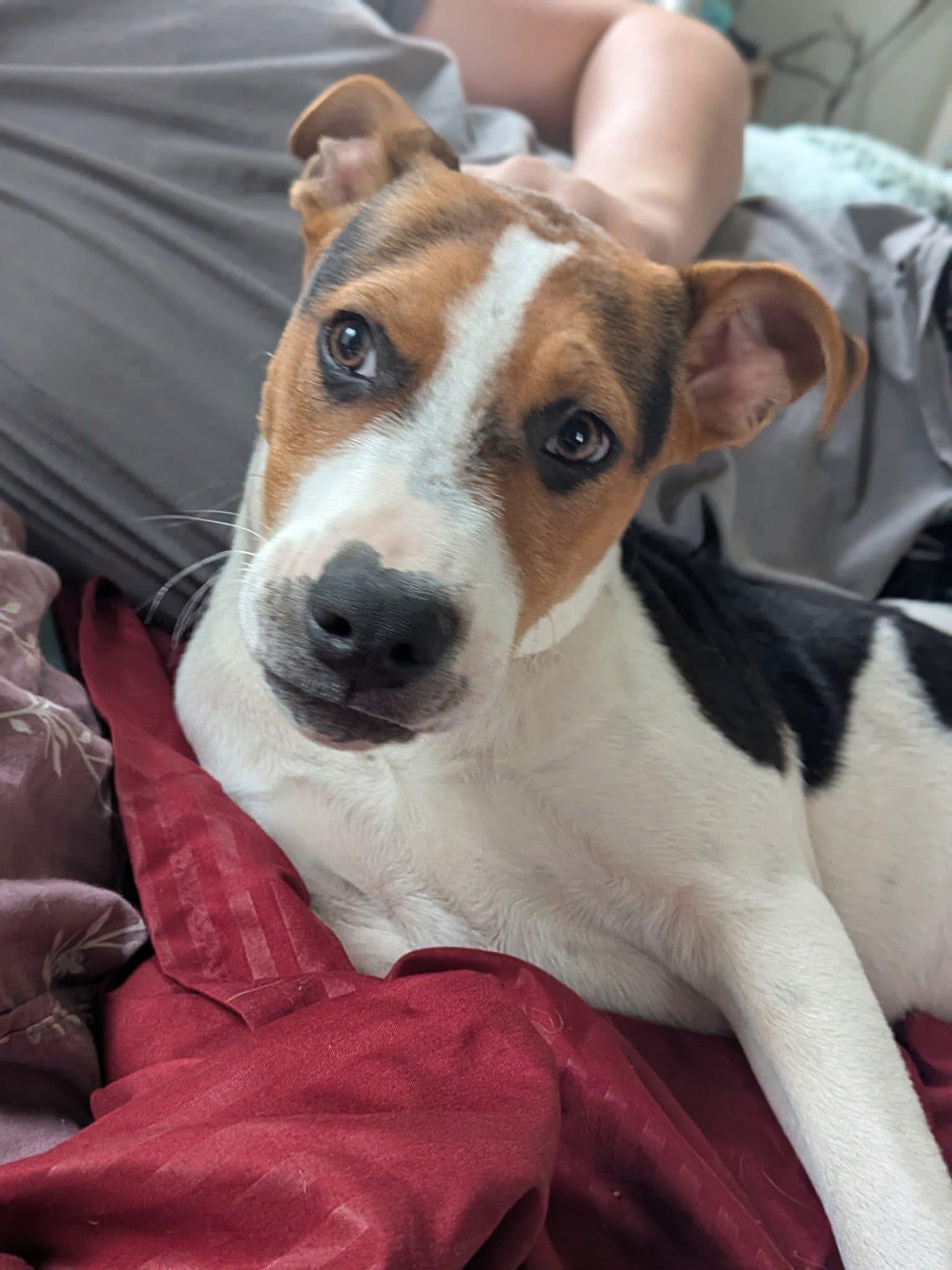 Enlarge Cooper , an adoptable mixed breed in Elkhorn, WI image 1/3