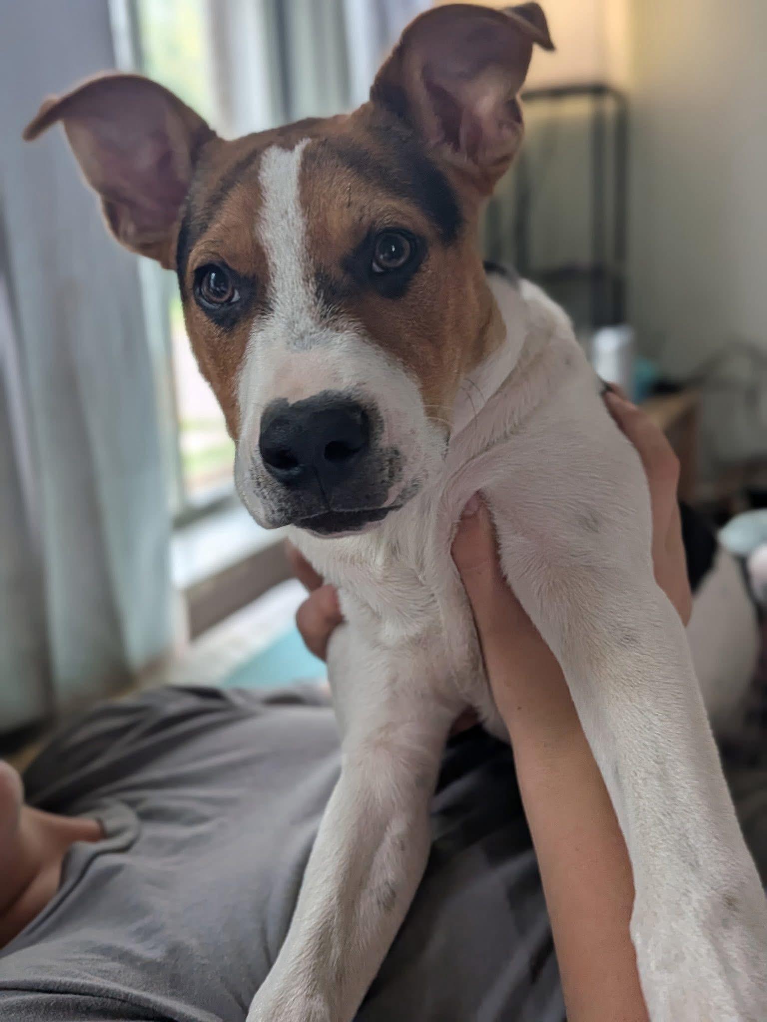Enlarge Cooper , an adoptable mixed breed in Elkhorn, WI image 3/3