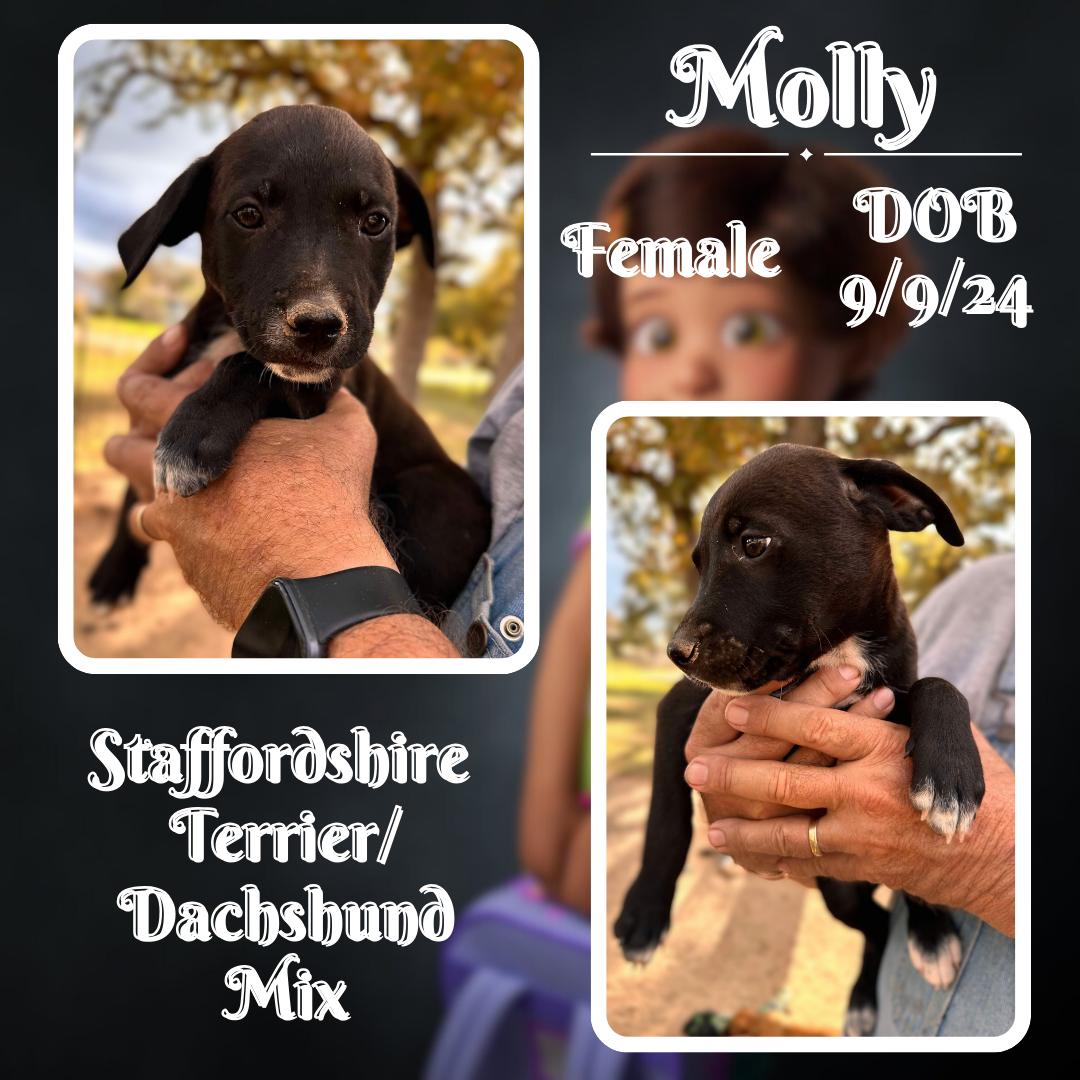 Molly, an adopted American Staffordshire Terrier & Dachshund Mix in Edmonds, WA_image-1
