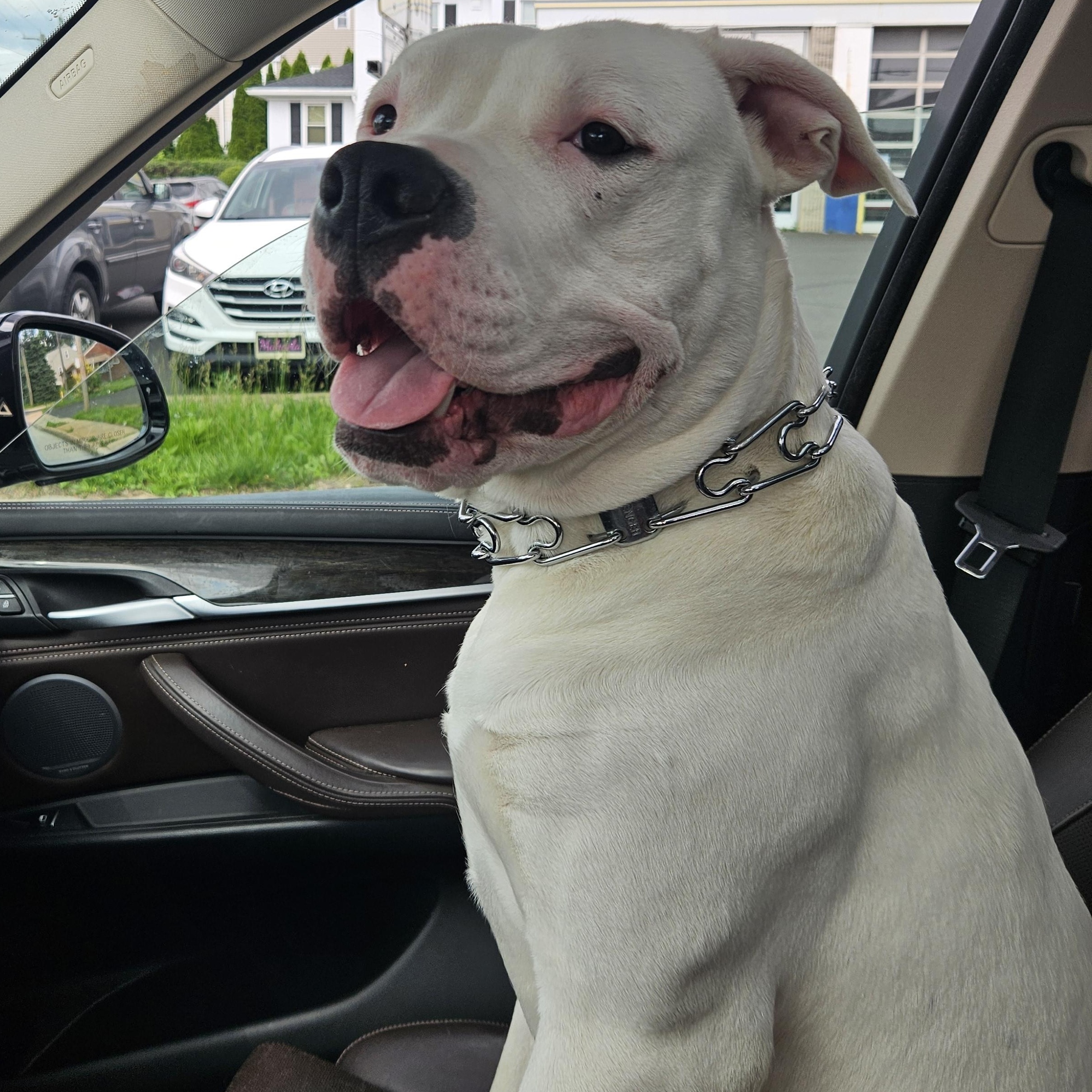 Sarge, ADOPTABLE, Young Male American Bulldog.