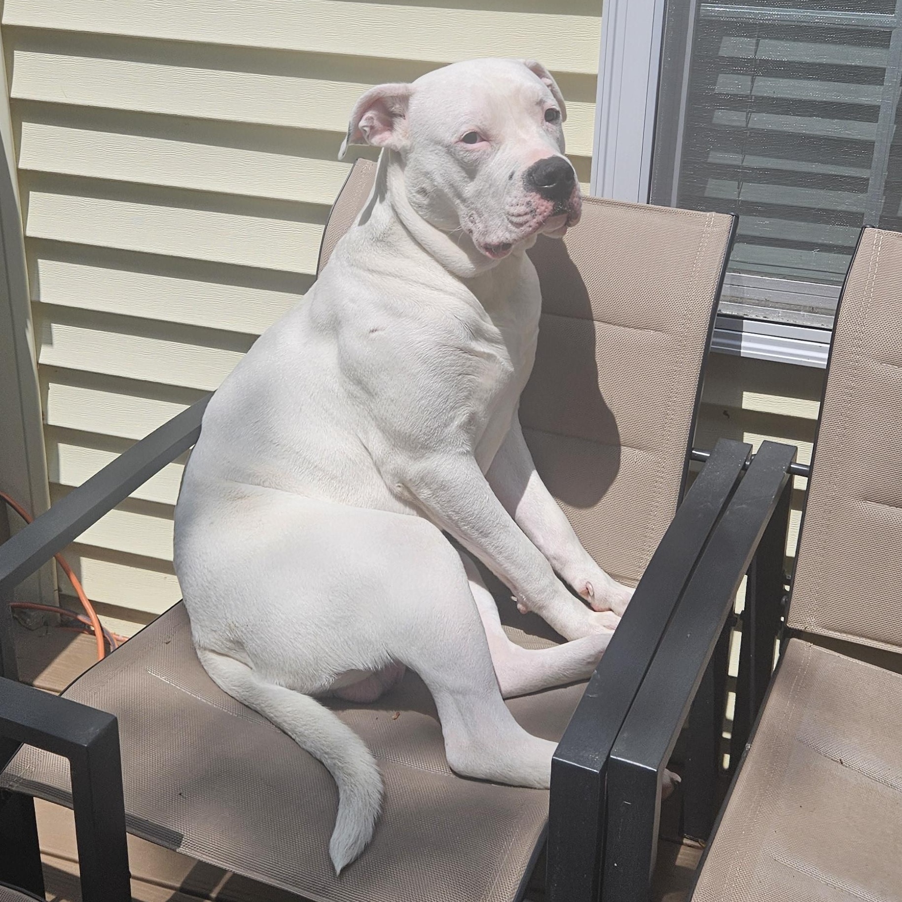 Enlarge Sarge, a ADOPTABLE American Bulldog in Richboro, PA image 5/5