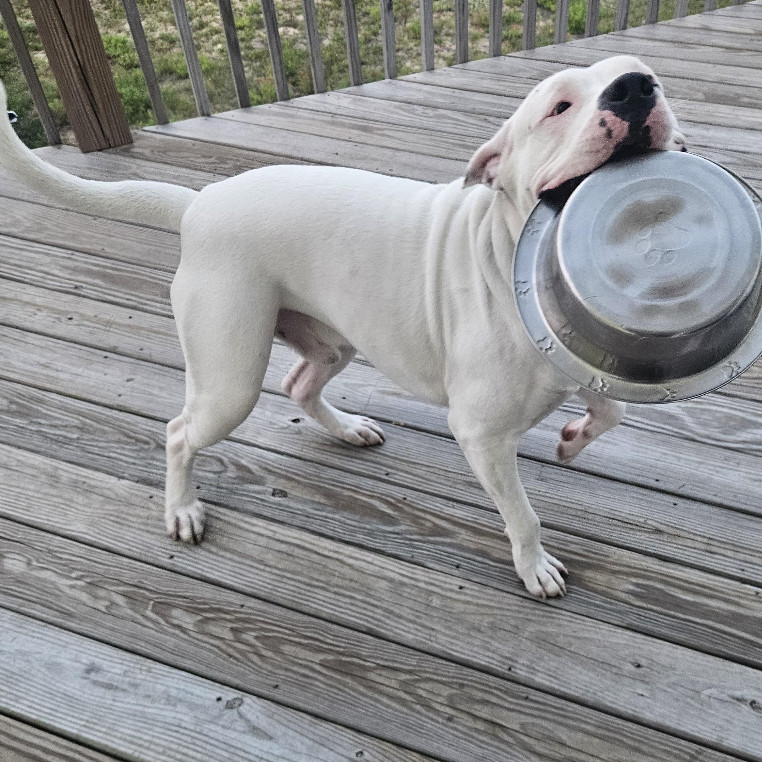 Enlarge Sarge, a ADOPTABLE American Bulldog in Richboro, PA image 4/5