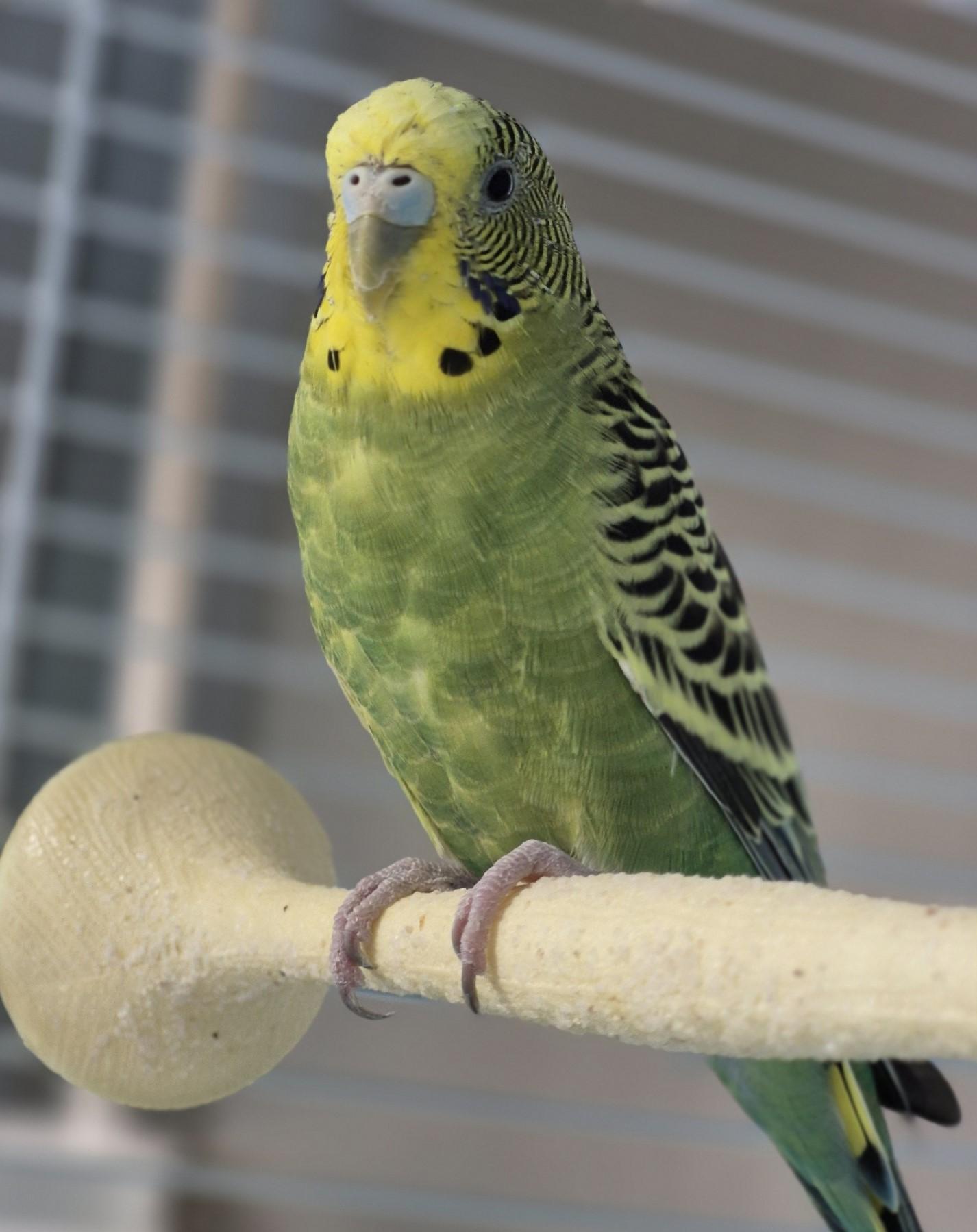 Skyler, ADOPTABLE, Adult Female Parakeet (Other).