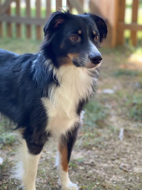 Oliver, a ADOPTABLE Australian Shepherd in Dumfries, VA image 2/4
