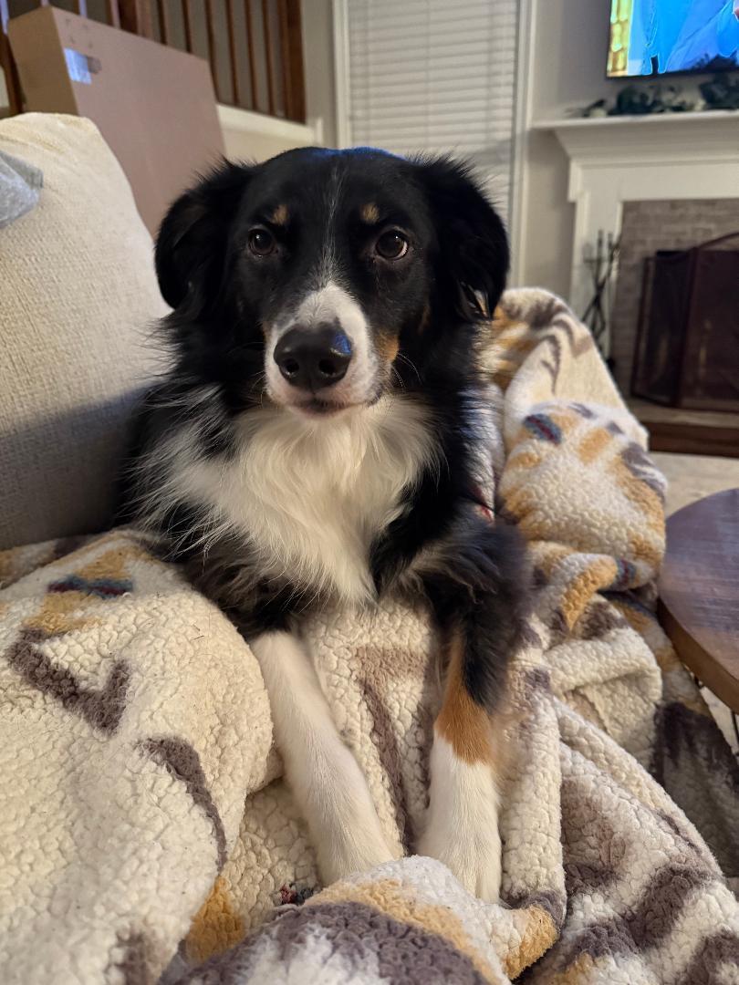 Oliver, a ADOPTABLE Australian Shepherd in Dumfries, VA image 4/4
