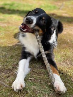 Oliver, ADOPTABLE, Adult Male Australian Shepherd.