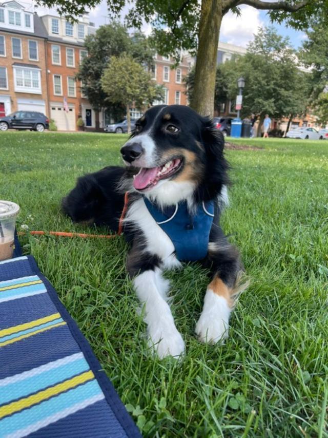 Oliver, a ADOPTABLE Australian Shepherd in Dumfries, VA image 3/4
