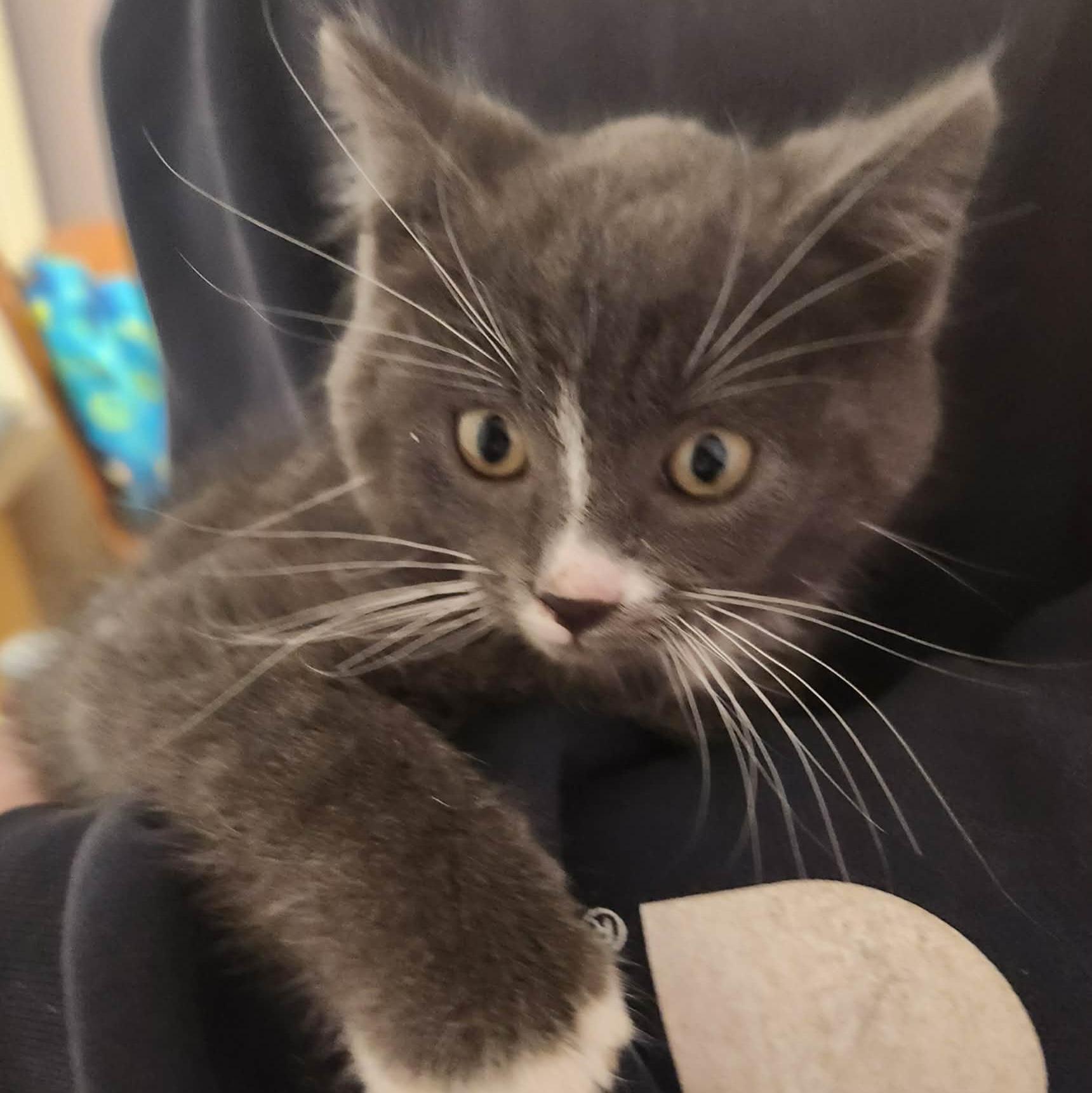 Minnow, an adopted Domestic Short Hair in Grand Rapids, MI image 4/4