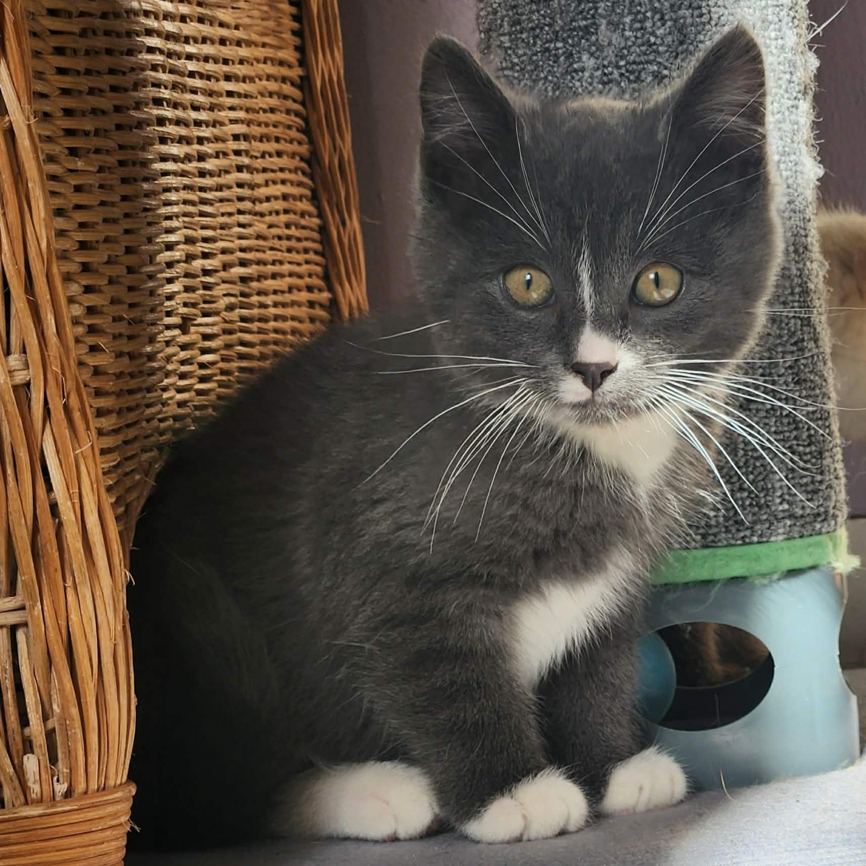 Minnow, an adopted Domestic Short Hair in Grand Rapids, MI image 1/4