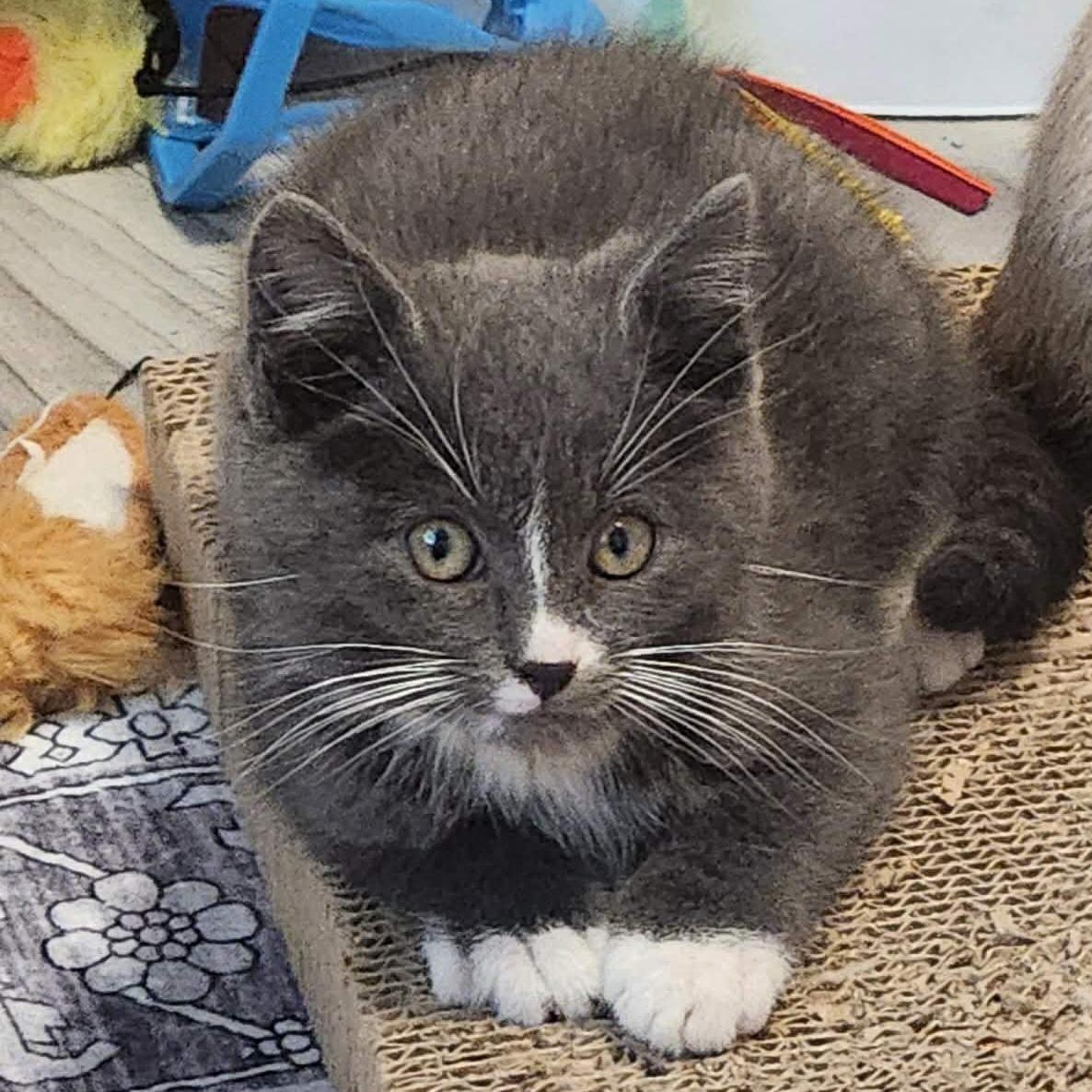 Minnow, an adopted Domestic Short Hair in Grand Rapids, MI image 3/4