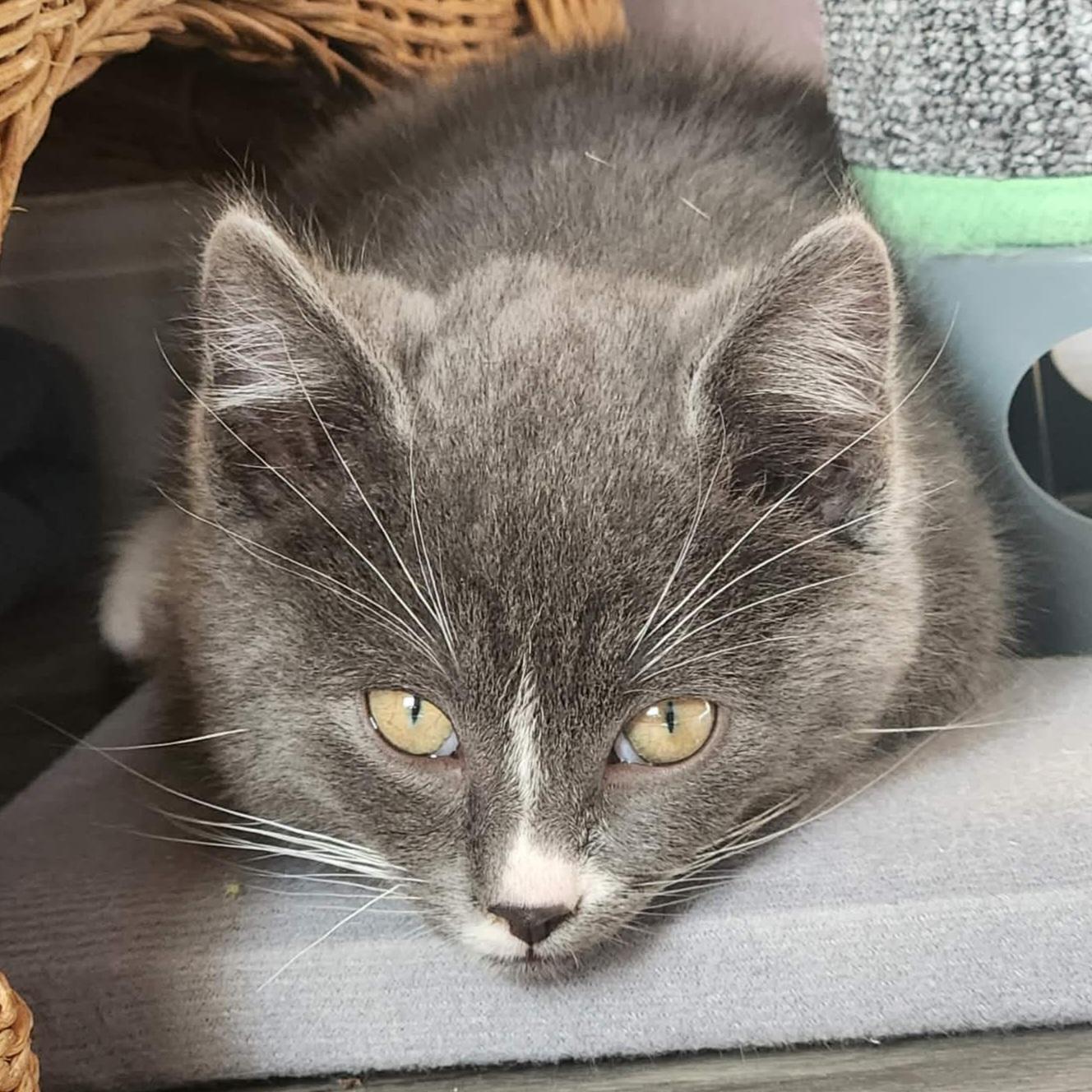 Minnow, an adopted Domestic Short Hair in Grand Rapids, MI image 2/4