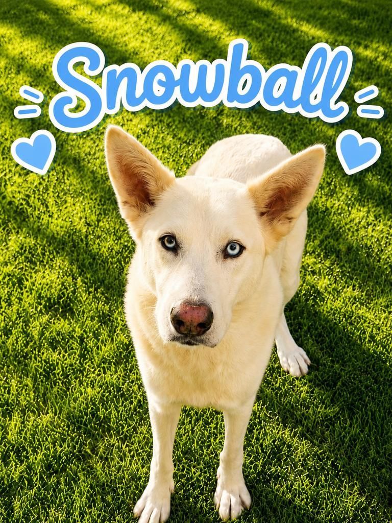 Snowball, Adoptable, Young Male Husky.