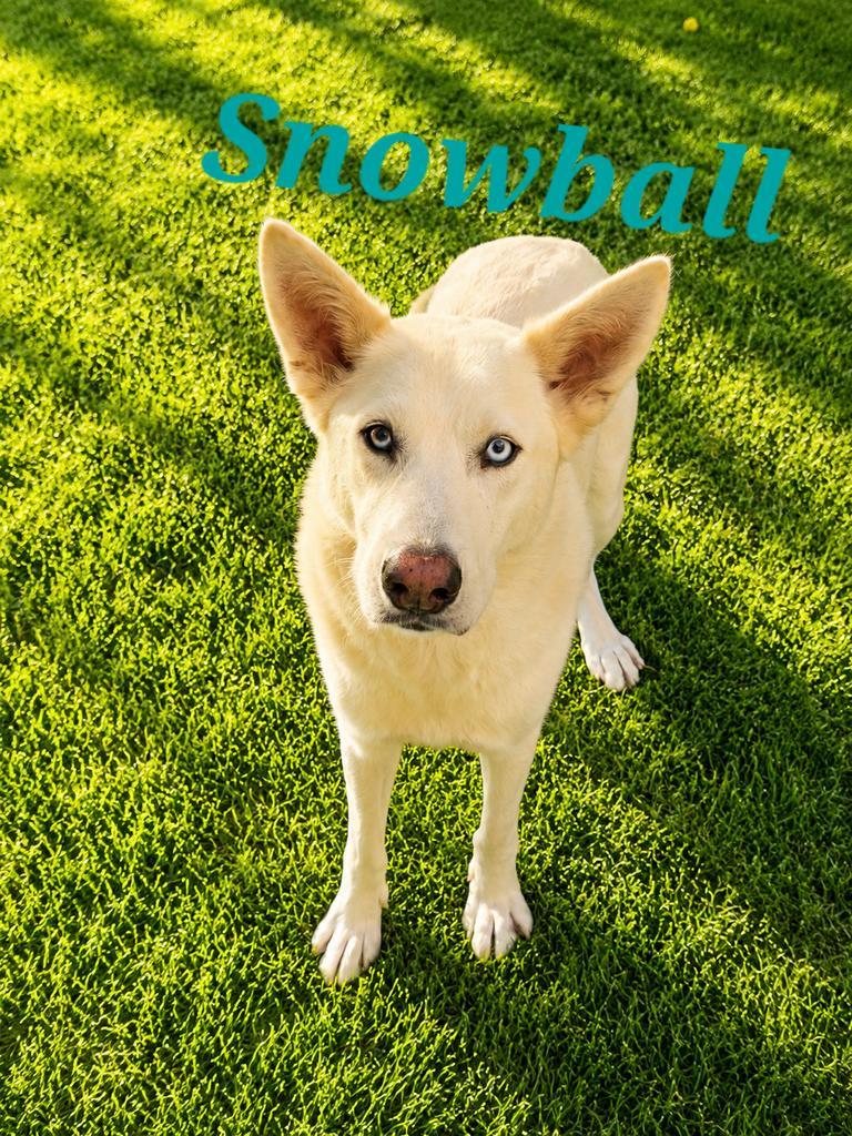 Snowball, a Adoptable Husky in Livingston, LA image 2/3