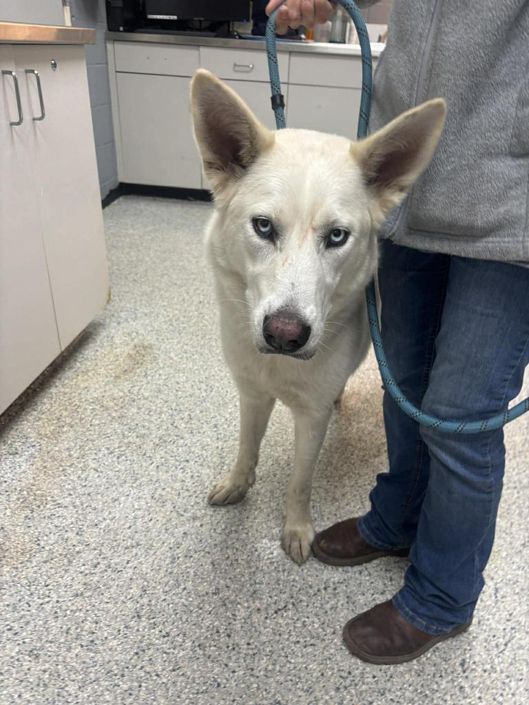 Snowball, a Adoptable Husky in Livingston, LA image 3/3