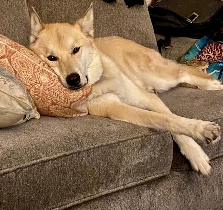 Ichabod-Local Dog, sponsored adoption fee