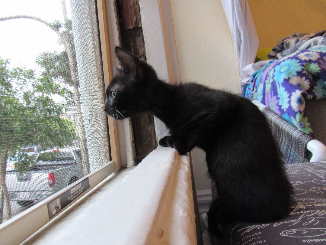 Enlarge Lalo, a Adopted mixed breed in San Francisco, CA image 1/6