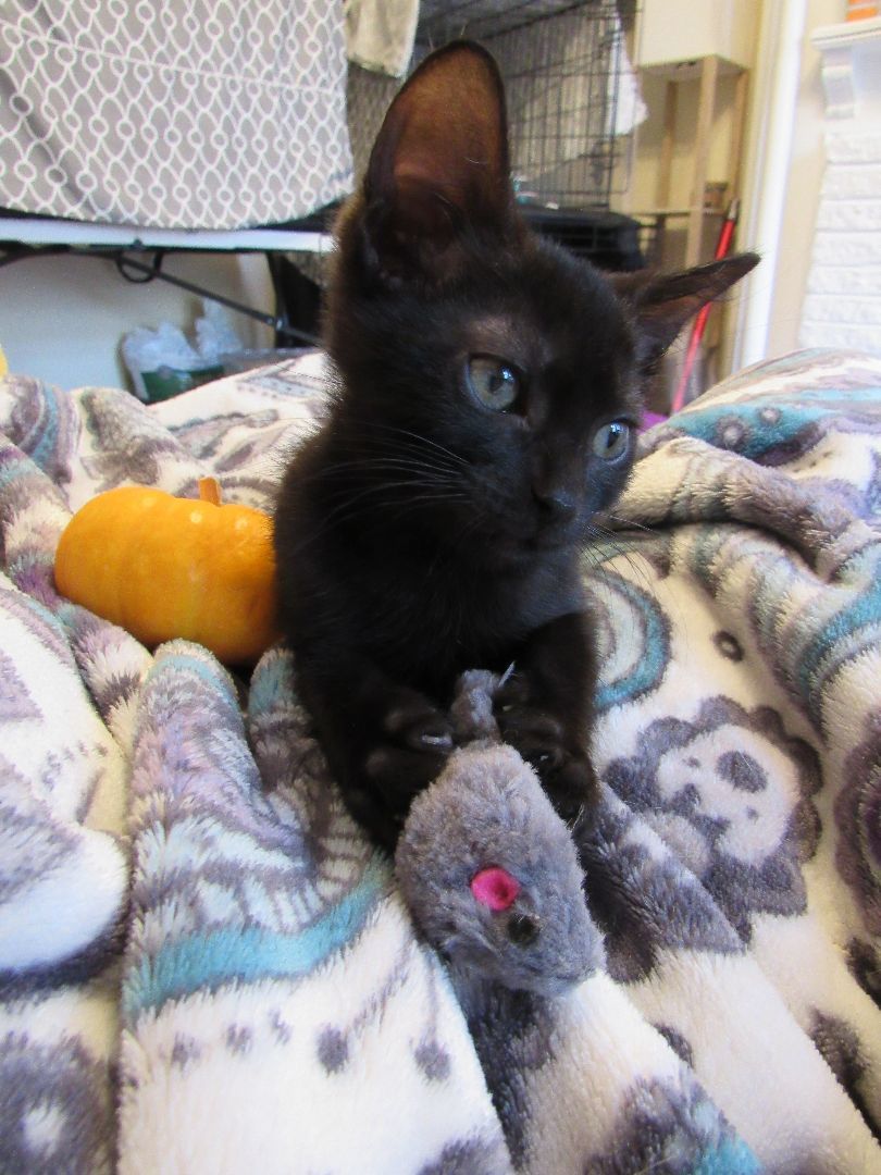 Enlarge Lalo, a Adopted mixed breed in San Francisco, CA image 2/6