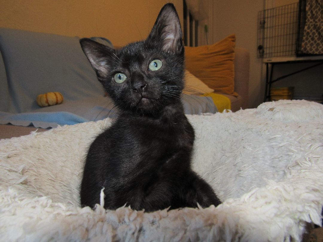 Enlarge Lalo, a Adopted mixed breed in San Francisco, CA image 3/6