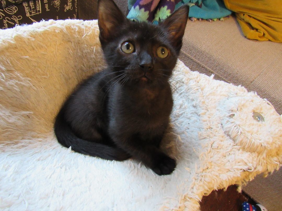 Enlarge Lalo, a Adopted mixed breed in San Francisco, CA image 4/6