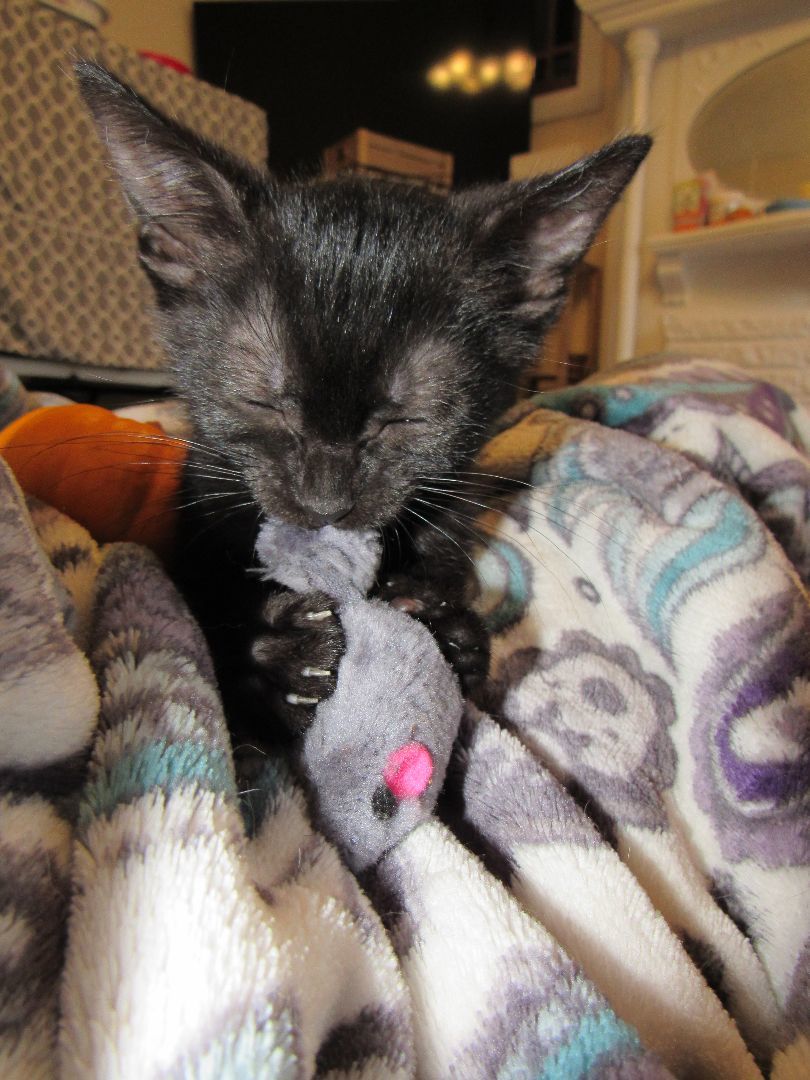 Enlarge Lalo, a Adopted mixed breed in San Francisco, CA image 5/6