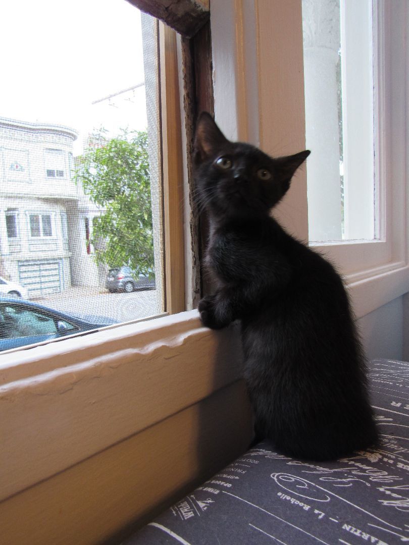 Enlarge Lalo, a Adopted mixed breed in San Francisco, CA image 6/6