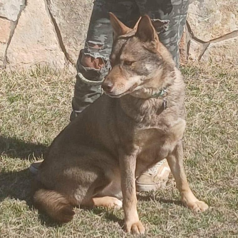 WOLFIE > Bleeding Heart Society — thumbnail 5