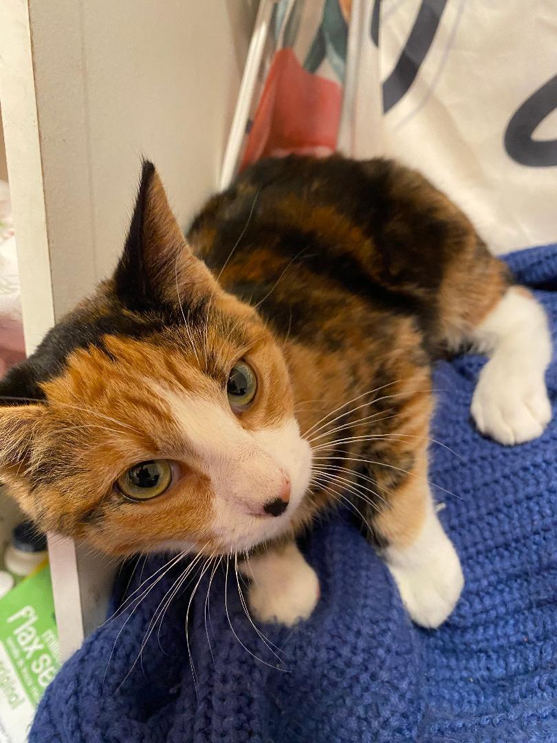 Enlarge Cali, an adopted Domestic Short Hair in Oceanside, CA image 1/3