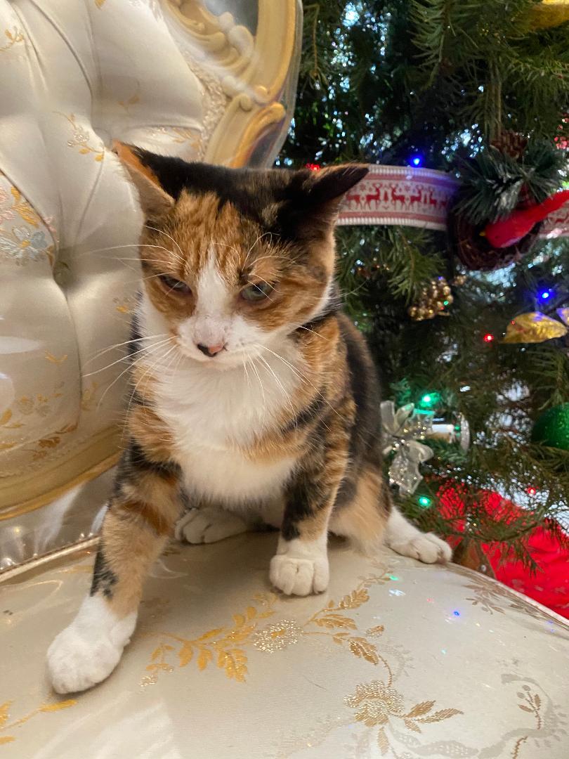 Enlarge Cali, an adopted Domestic Short Hair in Oceanside, CA image 2/3