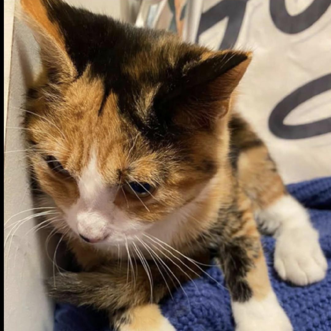 Enlarge Cali, an adopted Domestic Short Hair in Oceanside, CA image 3/3