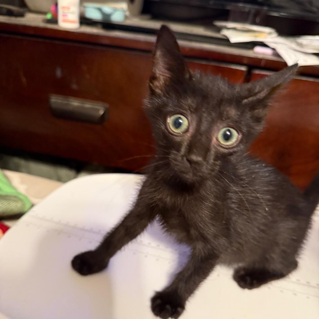 Kaylee, Adoptable, Kitten Female Domestic Short Hair.