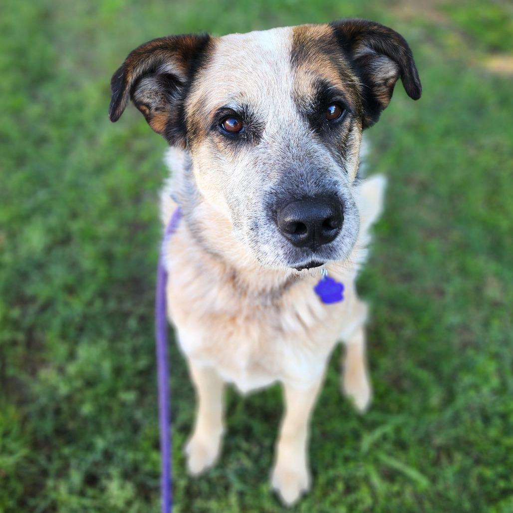 Brady, Adoptable, Adult Male Cattle Dog.