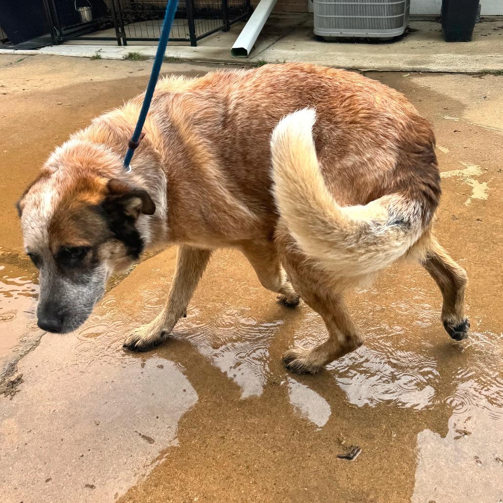 Enlarge Brady, a Adoptable mixed breed in Denison, TX image 2/6
