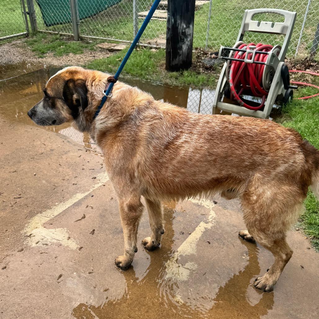 Enlarge Brady, a Adoptable mixed breed in Denison, TX image 3/6