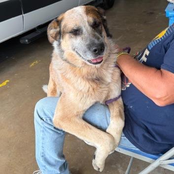 Enlarge Brady, a Adoptable mixed breed in Denison, TX image 4/6