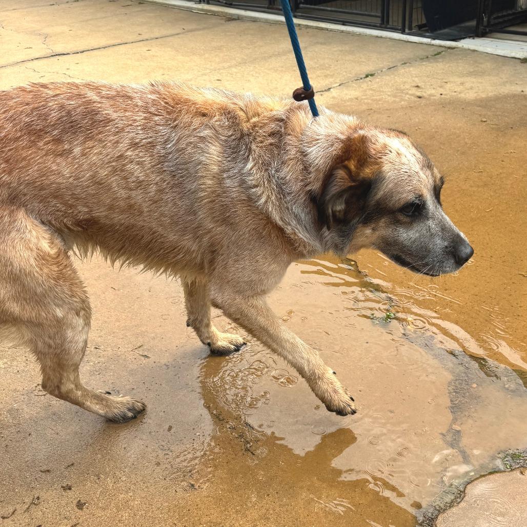 Enlarge Brady, a Adoptable mixed breed in Denison, TX image 5/6