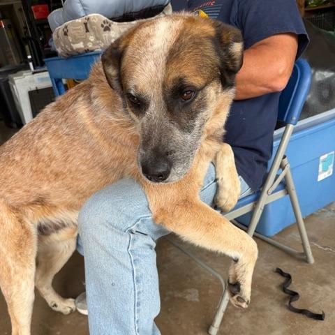 Enlarge Brady, a Adoptable mixed breed in Denison, TX image 6/6