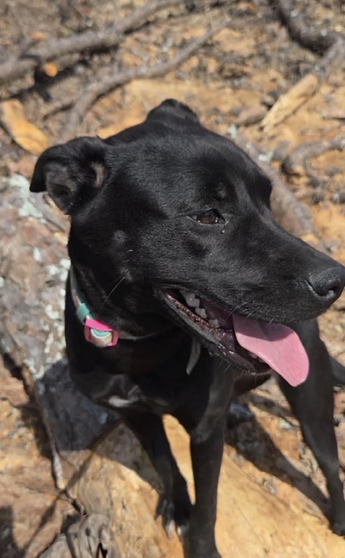 Enlarge Betty, a Adoptable mixed breed in Johnston, RI image 3/3