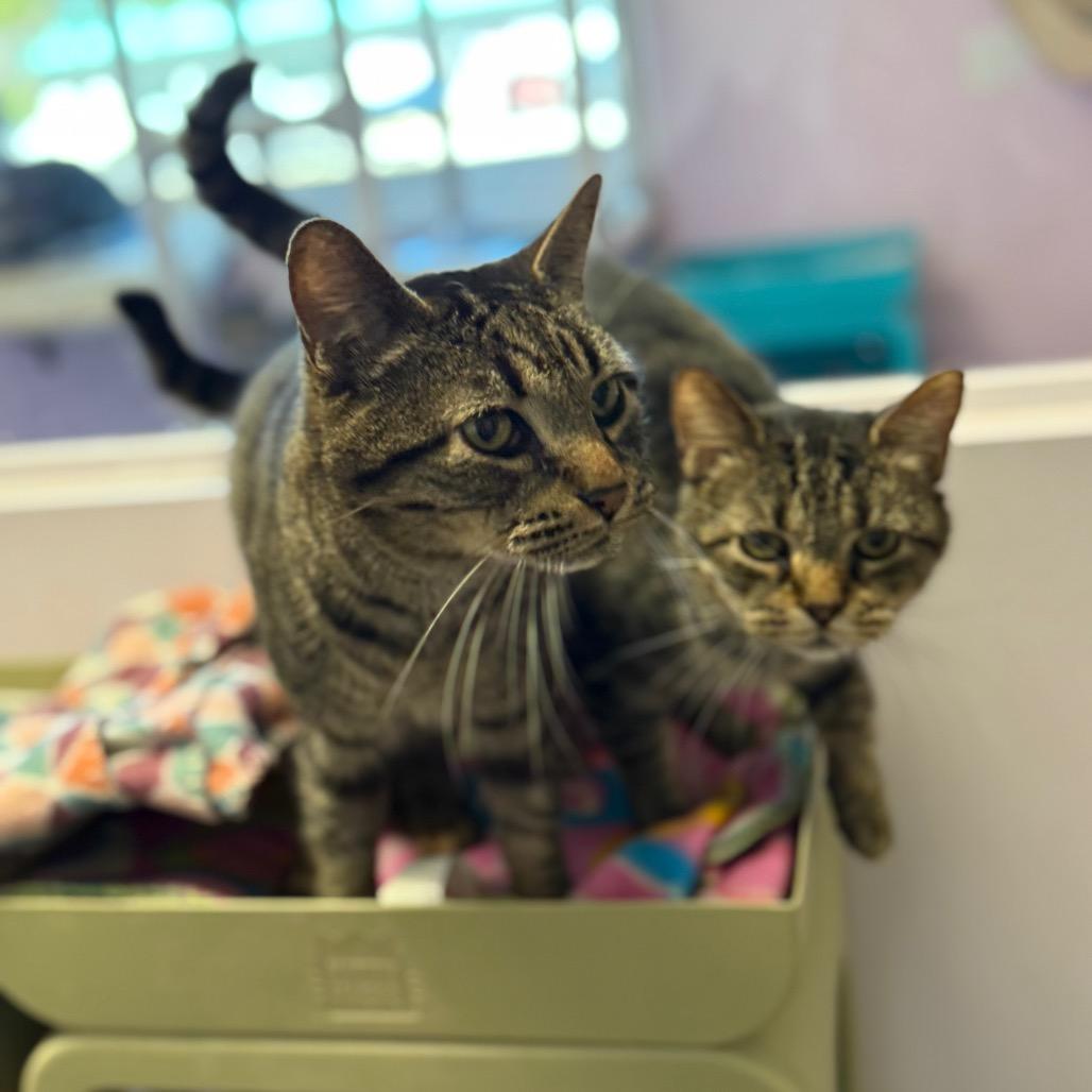 Enlarge Gracie, a Adoptable Domestic Short Hair in Port Richey, FL image 1/6