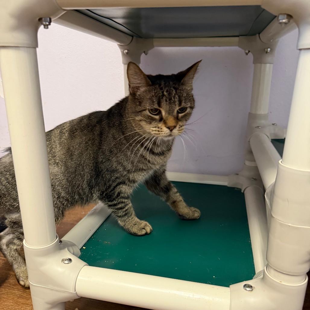 Enlarge Gracie, a Adoptable Domestic Short Hair in Port Richey, FL image 2/6