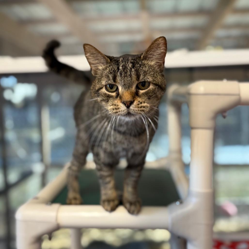 Enlarge Gracie, a Adoptable Domestic Short Hair in Port Richey, FL image 5/6