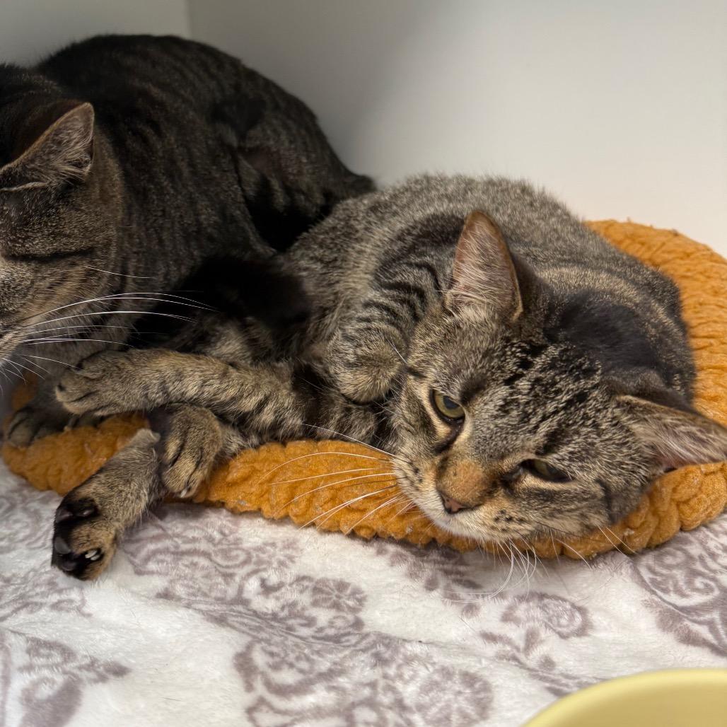 Enlarge Gracie, a Adoptable Domestic Short Hair in Port Richey, FL image 6/6