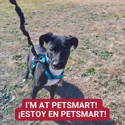 Enlarge Smeeble, a Adoptable mixed breed in Carrollton, TX image 1/3