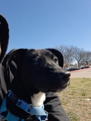 Enlarge Smeeble, a Adoptable mixed breed in Carrollton, TX image 2/3