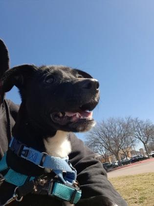 Enlarge Smeeble, a Adoptable mixed breed in Carrollton, TX image 3/3