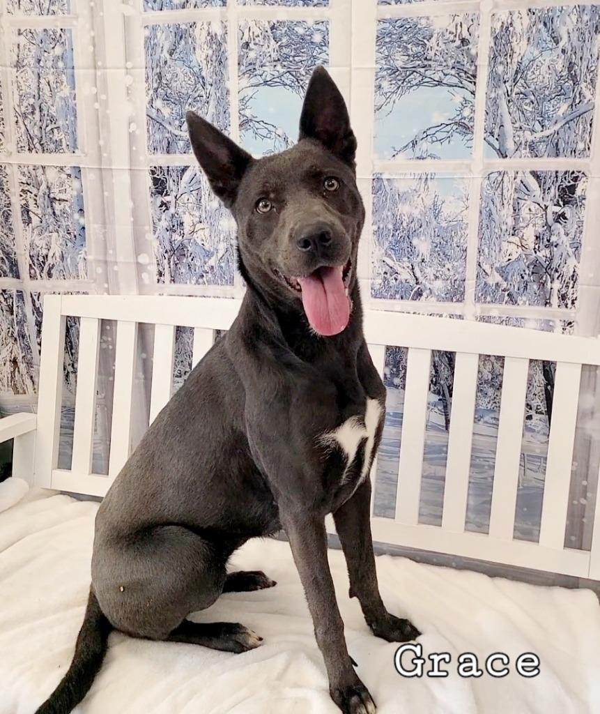 Grace Yrly 330, a Adoptable Shepherd in Sidney, OH image 1/6