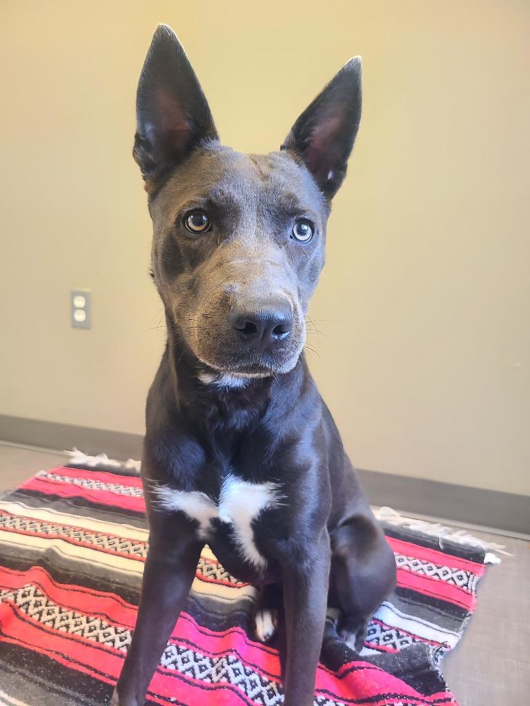 Grace Yrly 330, a Adoptable Shepherd in Sidney, OH image 2/6