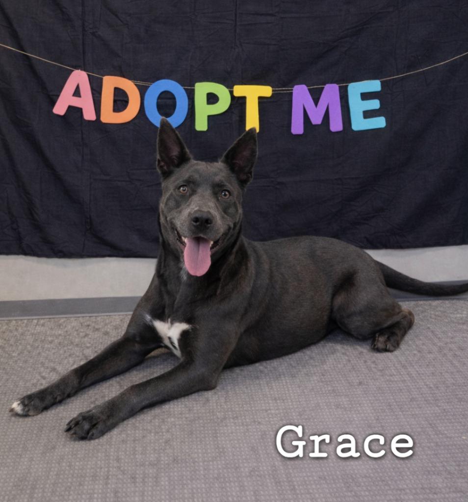 Enlarge Grace Yrly 330, a Adoptable Shepherd in Sidney, OH image 1/6