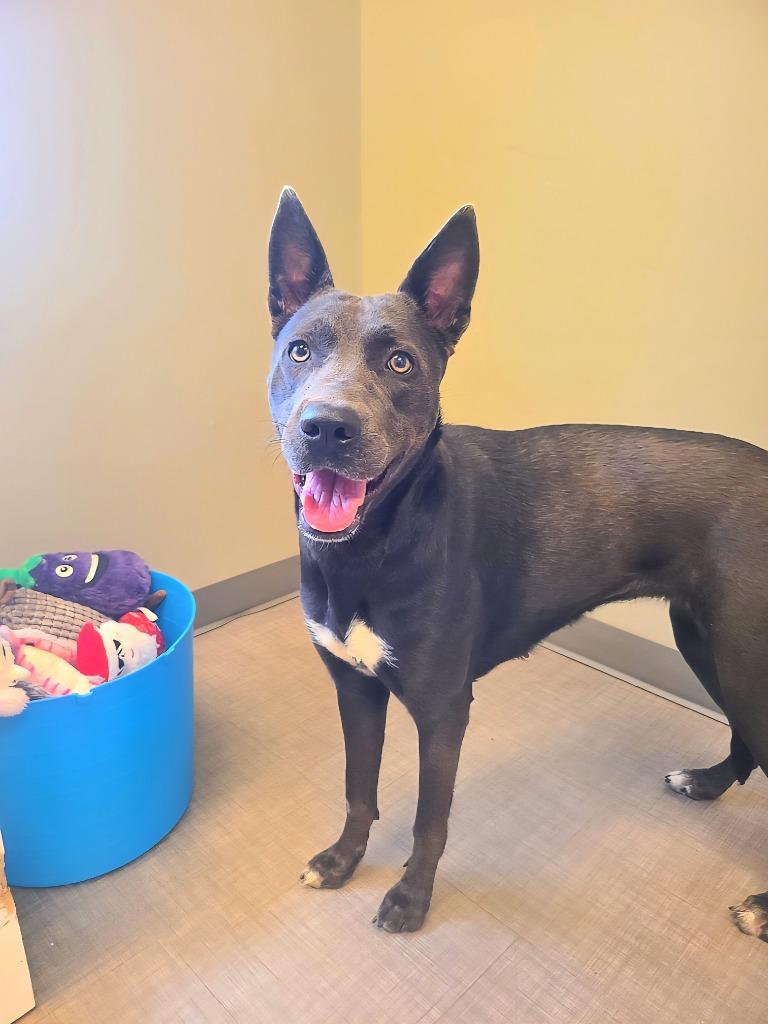 Enlarge Grace Yrly 330, a Adoptable Shepherd in Sidney, OH image 1/6