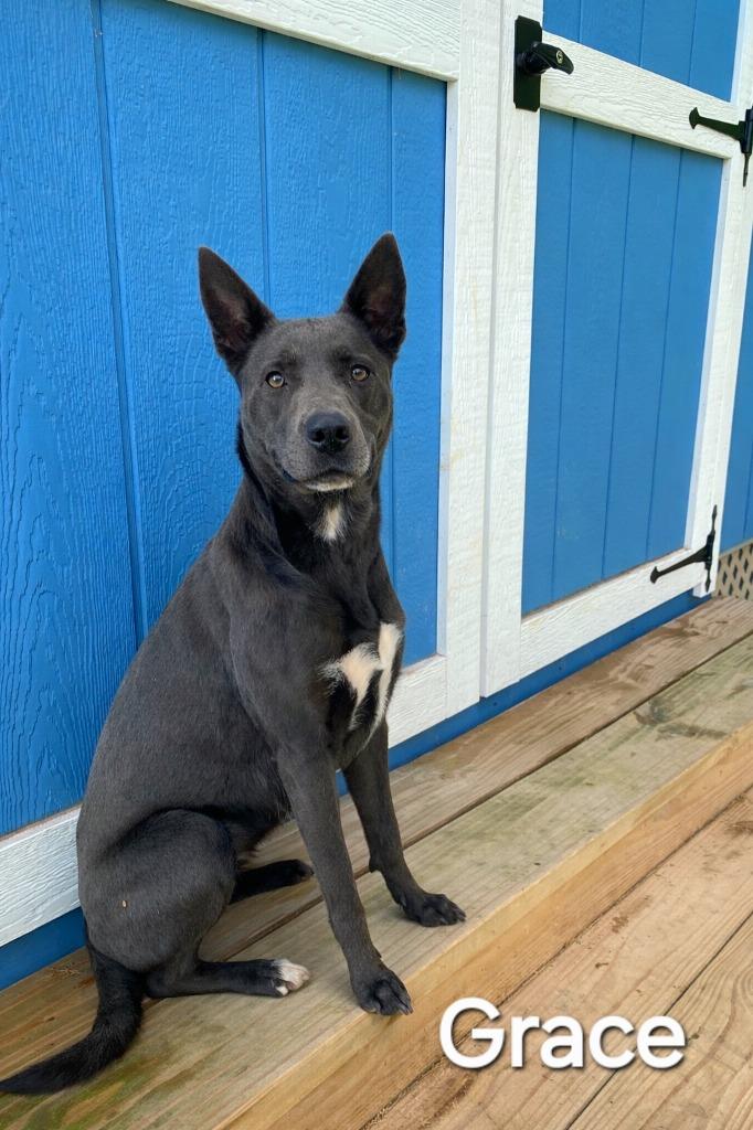 Enlarge Grace Yrly 330, a Adoptable Shepherd in Sidney, OH image 2/6